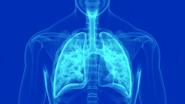 Rotating 3D lungs